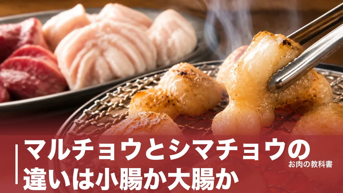 マルチョウとシマチョウの違いは小腸か大腸か｜脂質2倍・カロリー・焼き方まで徹底比較のアイキャッチ画像