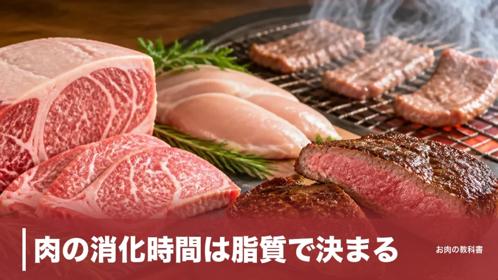 肉の消化時間は脂質で決まる｜ささみと和牛バラで脂質62倍差、部位別の目安を解説のアイキャッチ画像