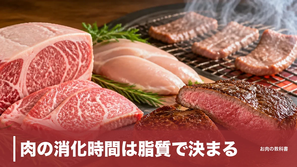 肉の消化時間は脂質で決まる｜ささみと和牛バラで脂質62倍差、部位別の目安を解説のアイキャッチ画像
